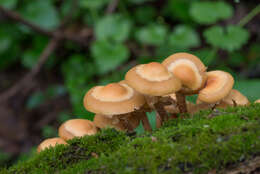 Imagem de Kuehneromyces mutabilis (Schaeff.) Singer & A. H. Sm. 1946