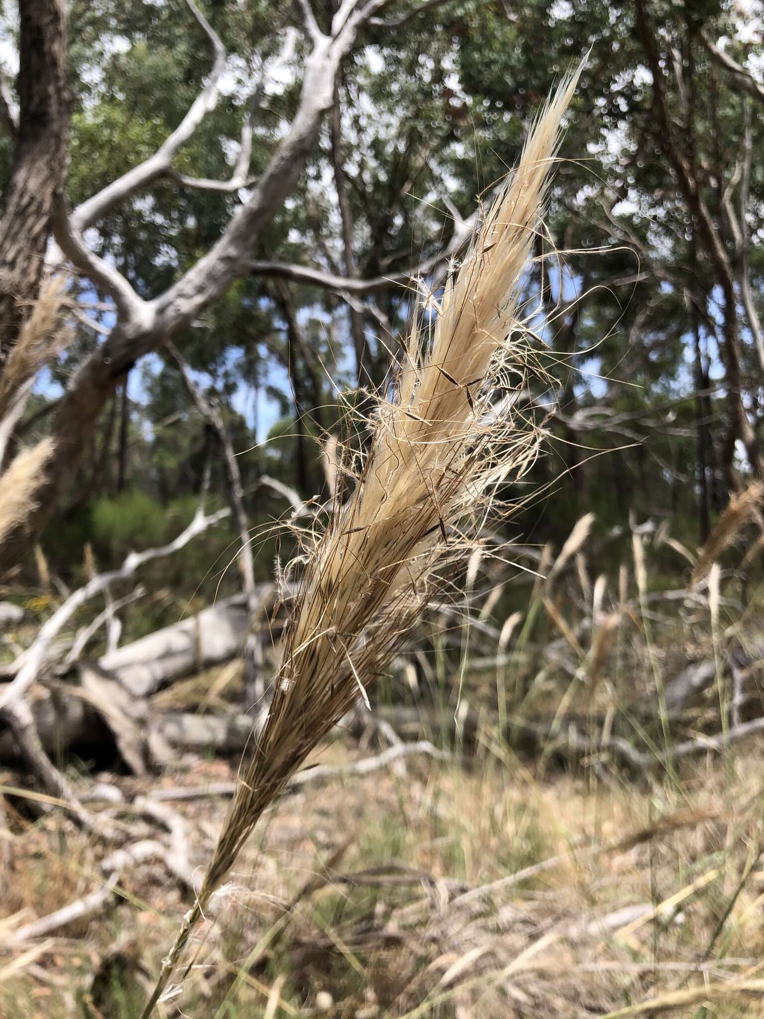 Image of Austrostipa mollis (R. Br.) S. W. L. Jacobs & J. Everett