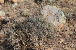 Image of Coryphantha octacantha (DC.) Britton & Rose