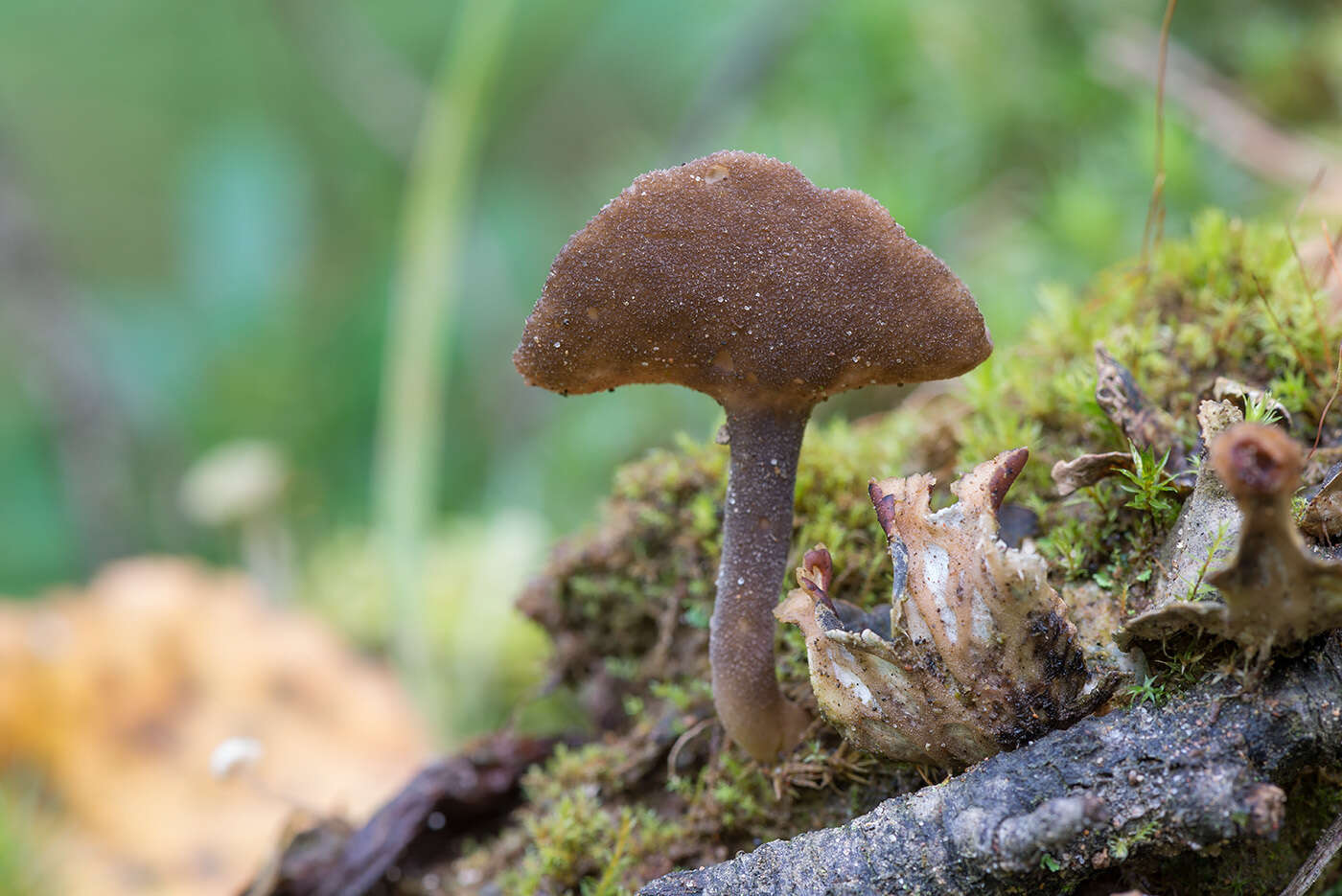 Image de Helvella macropus (Pers.) P. Karst. 1871