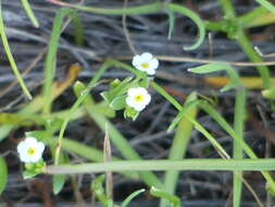 Image of stalked popcornflower