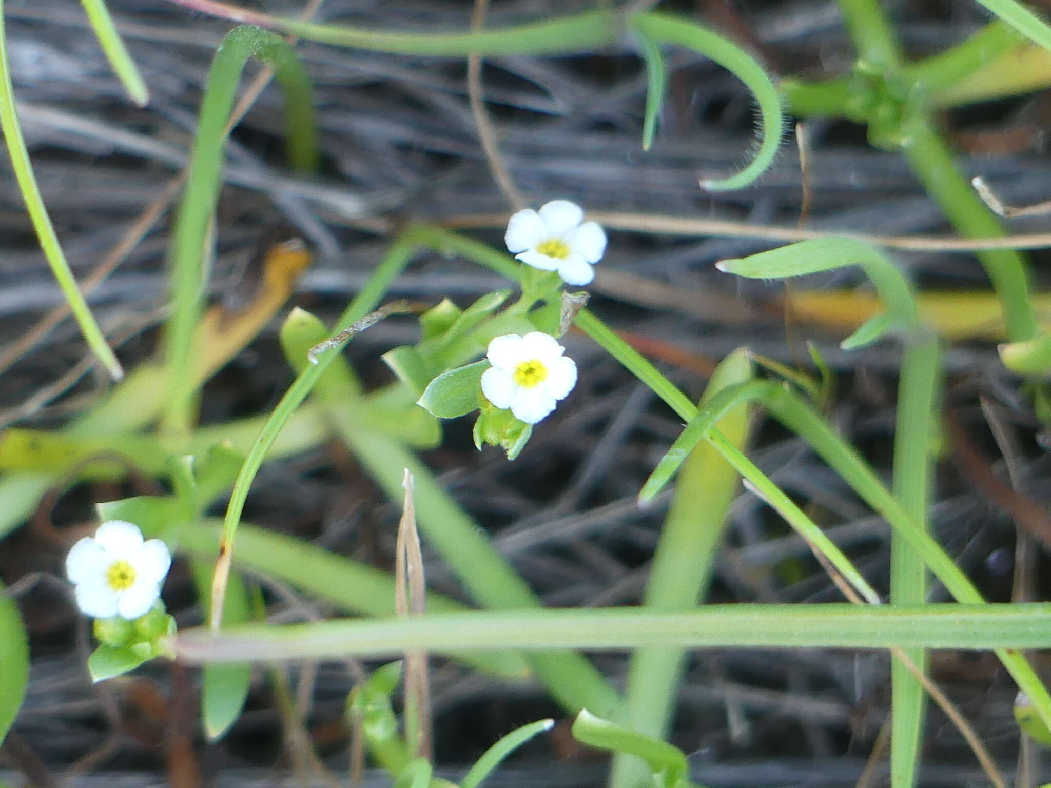 Image of stalked popcornflower