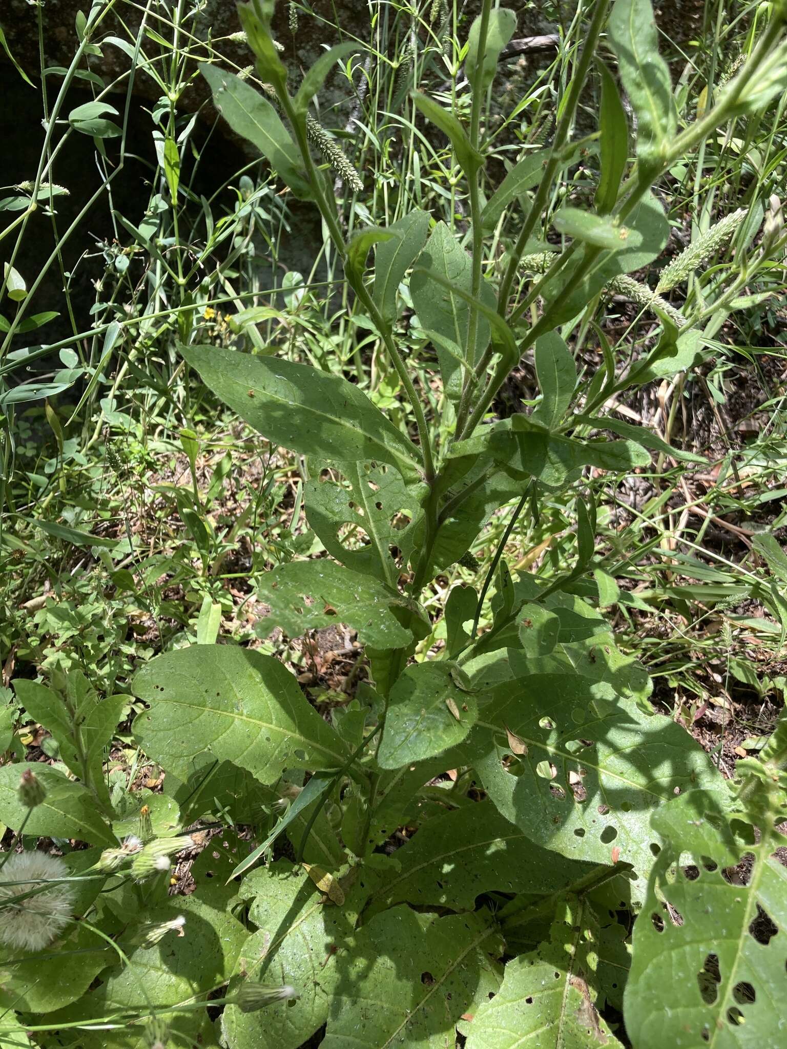 Image of Nicotiana bonariensis Lehm.