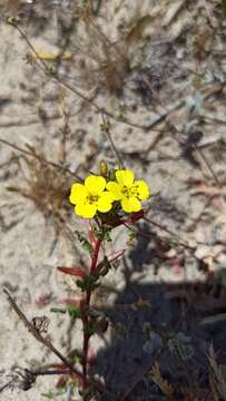 Image of Lewis' evening primrose