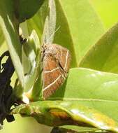 Image of Four-Lined Chocolate Moth