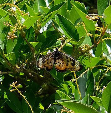 Image de Acraea acara Hewitson 1865