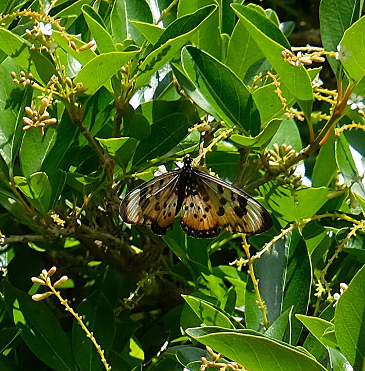 Image de Acraea acara Hewitson 1865