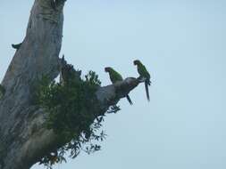 Image of Great Green Macaw