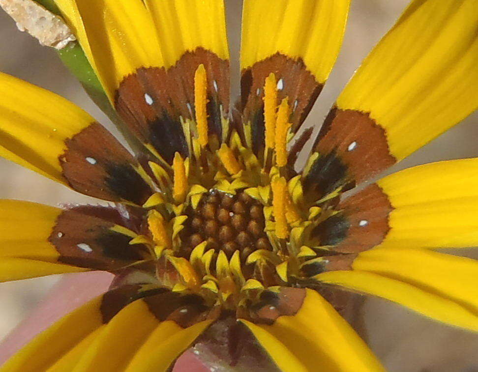 Image of Gazania krebsiana subsp. krebsiana