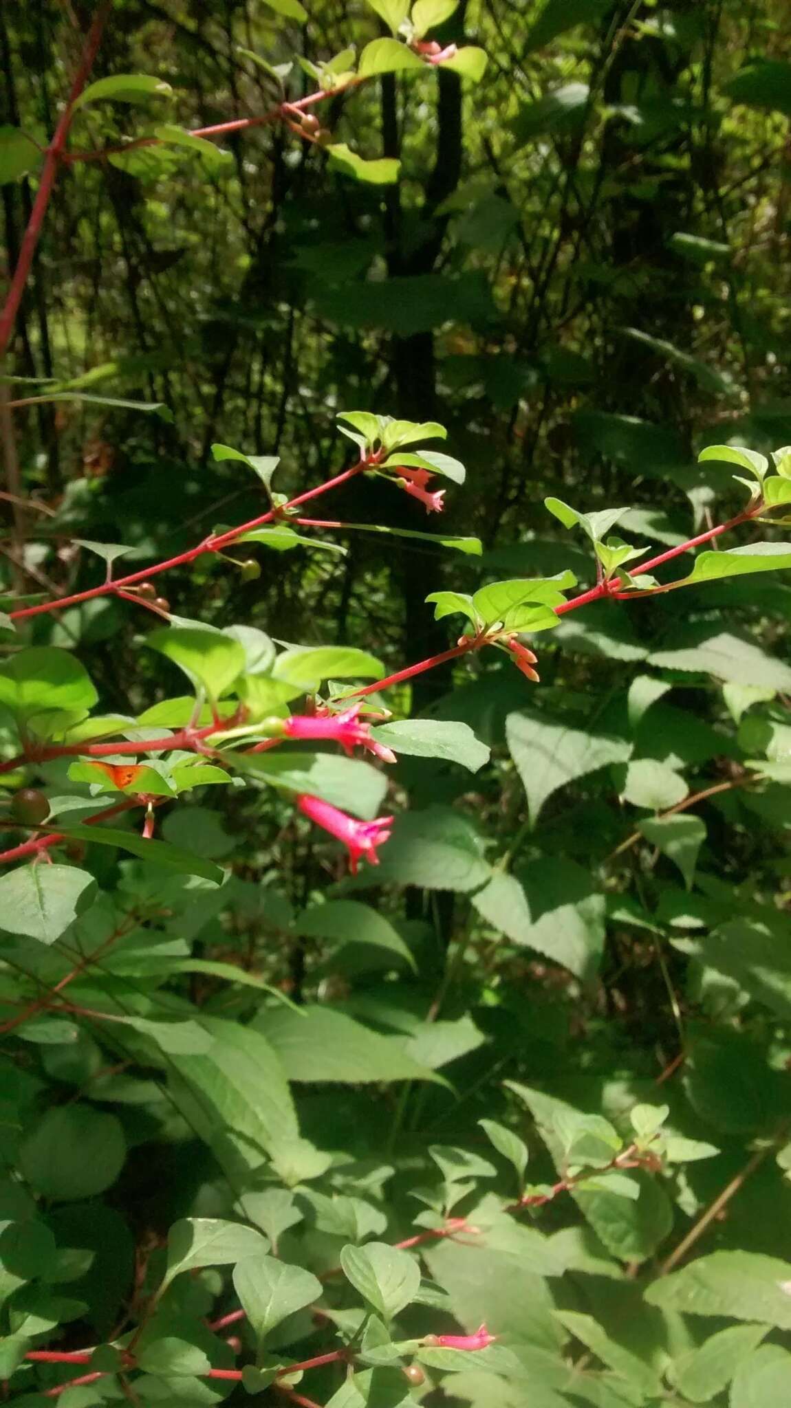 Image of Fuchsia thymifolia Kunth