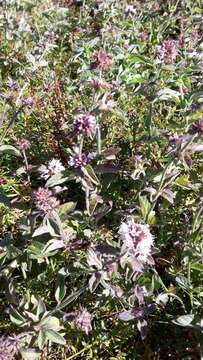 Image of Mentha longifolia subsp. capensis (Thunb.) Briq.