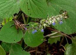 Imagem de Salvia tiliifolia Vahl