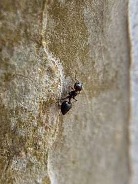 Image of Crematogaster ashmeadi Mayr 1886