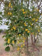 Imagem de Pterocarpus rotundifolius subsp. rotundifolius