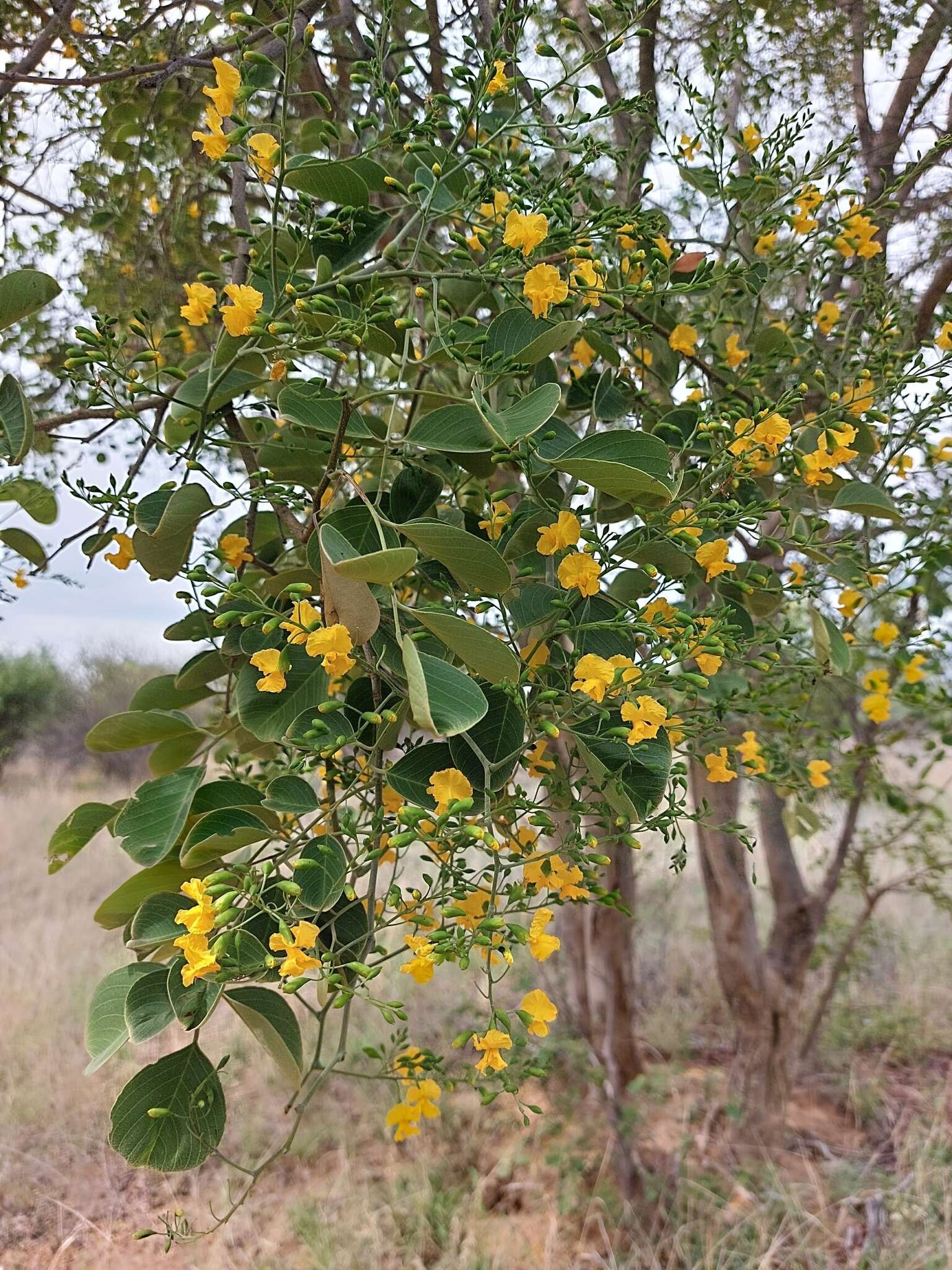 صورة Pterocarpus rotundifolius subsp. rotundifolius