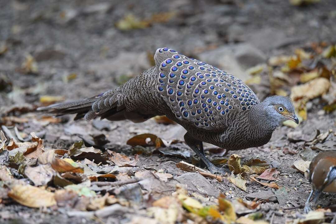 Image of Grey Peacock Pheasant
