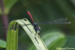 Nesoxenia lineata (Selys 1879) resmi