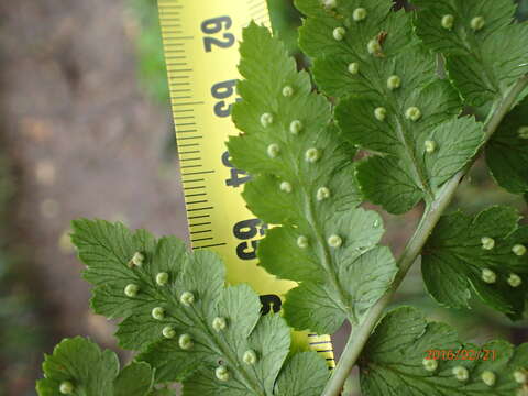 Image of Dryopteris inaequalis (Schltdl.) O. Kuntze