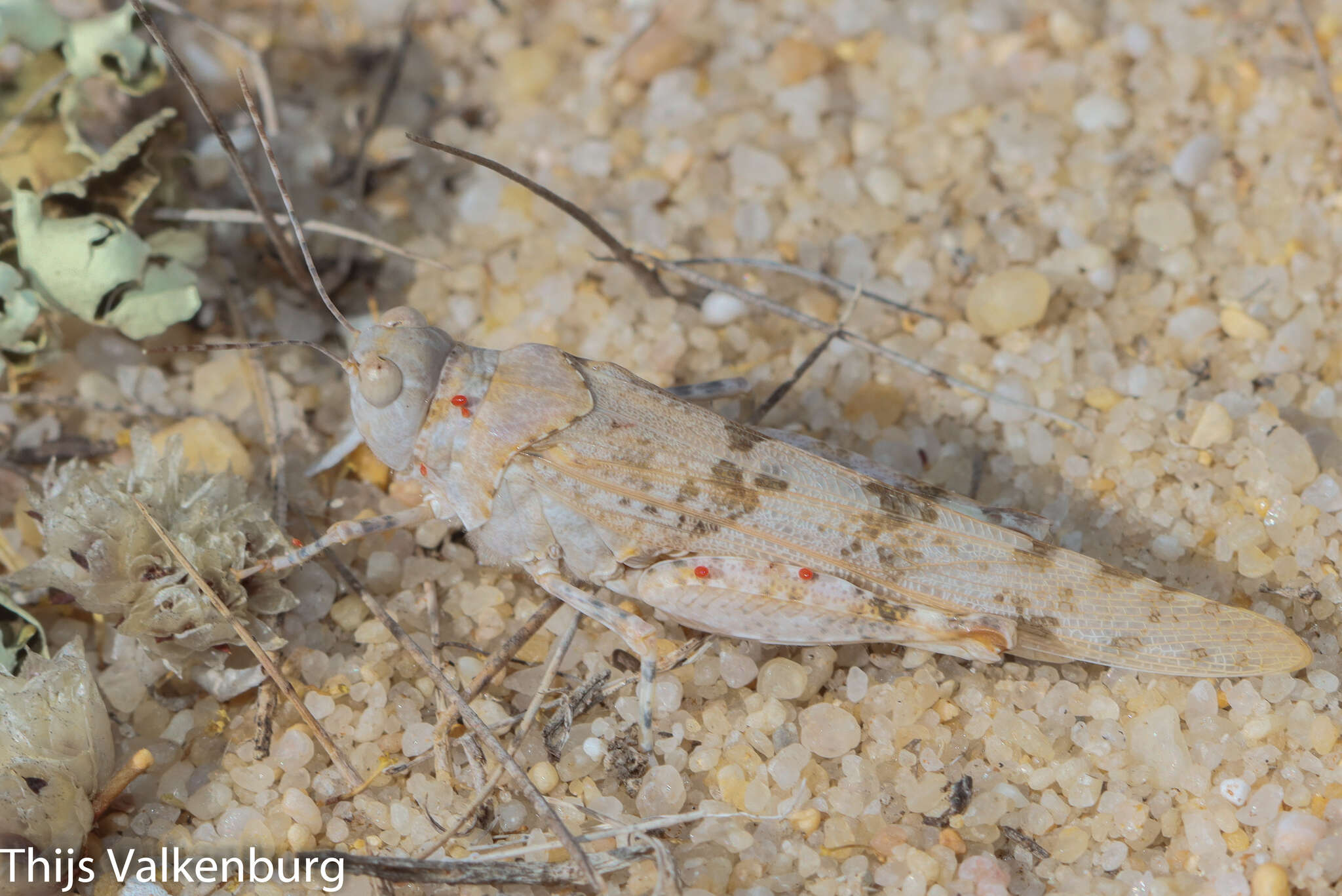 Image of Algarve Sand Grasshopper