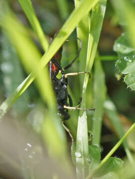 Image of Ctenichneumon divisorius (Gravenhorst 1820)