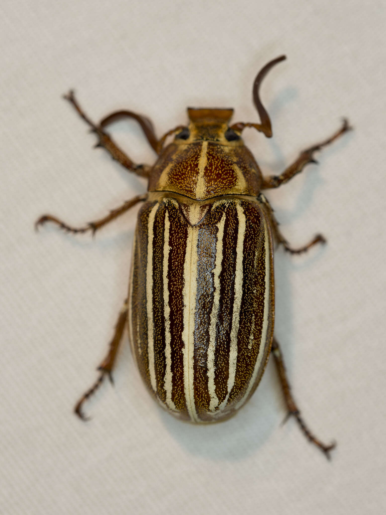 Image of Ten-lined June Beetle