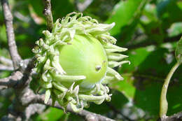 Image of Saw-tooth Oak