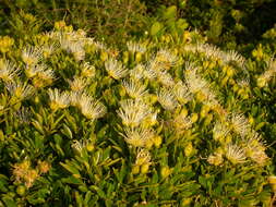 Image of Bush Maerua