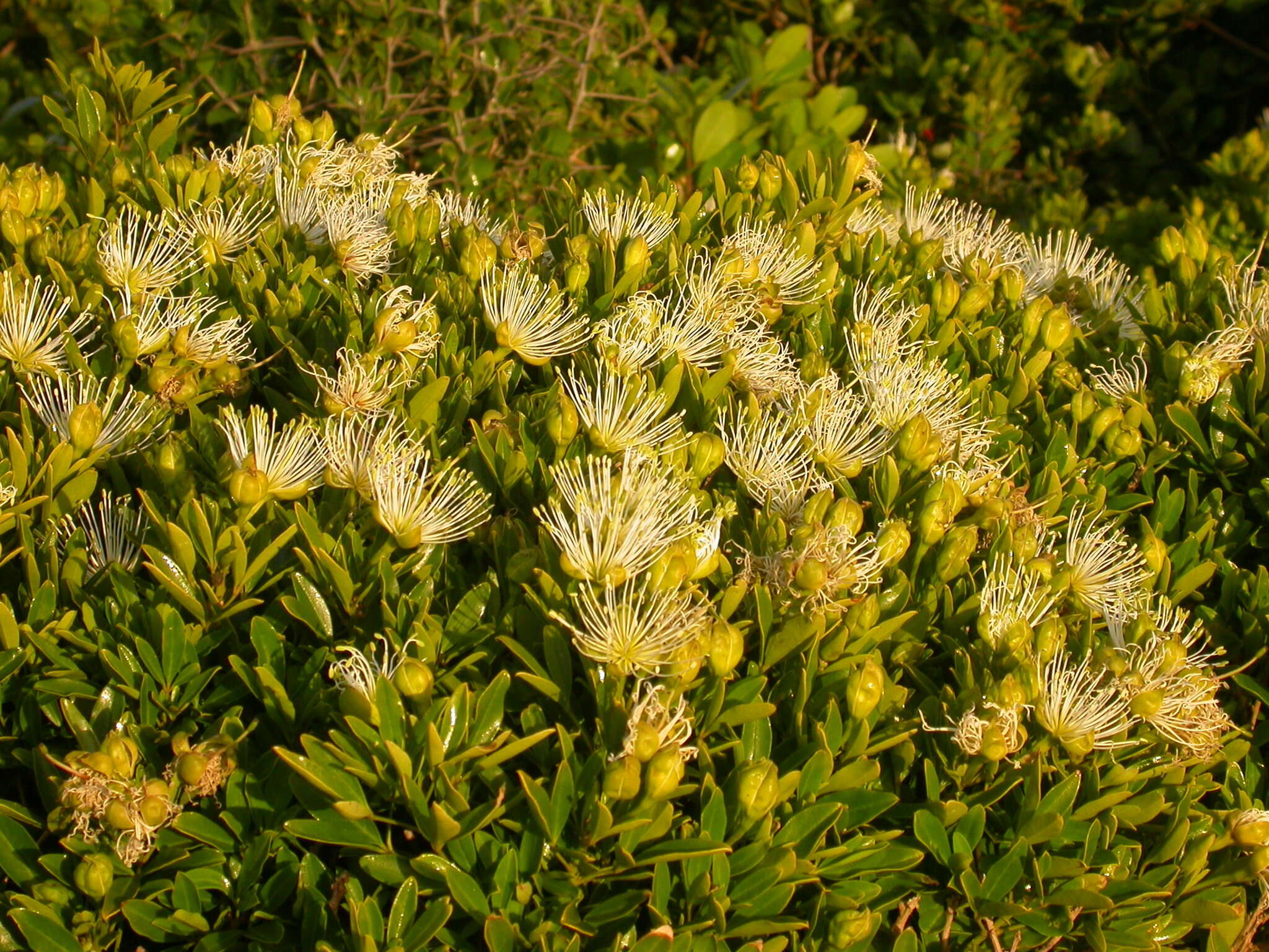 Image of Bush Maerua
