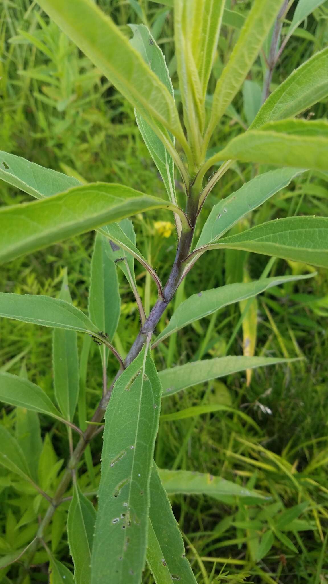 Sivun Helianthus grosseserratus M. Martens kuva