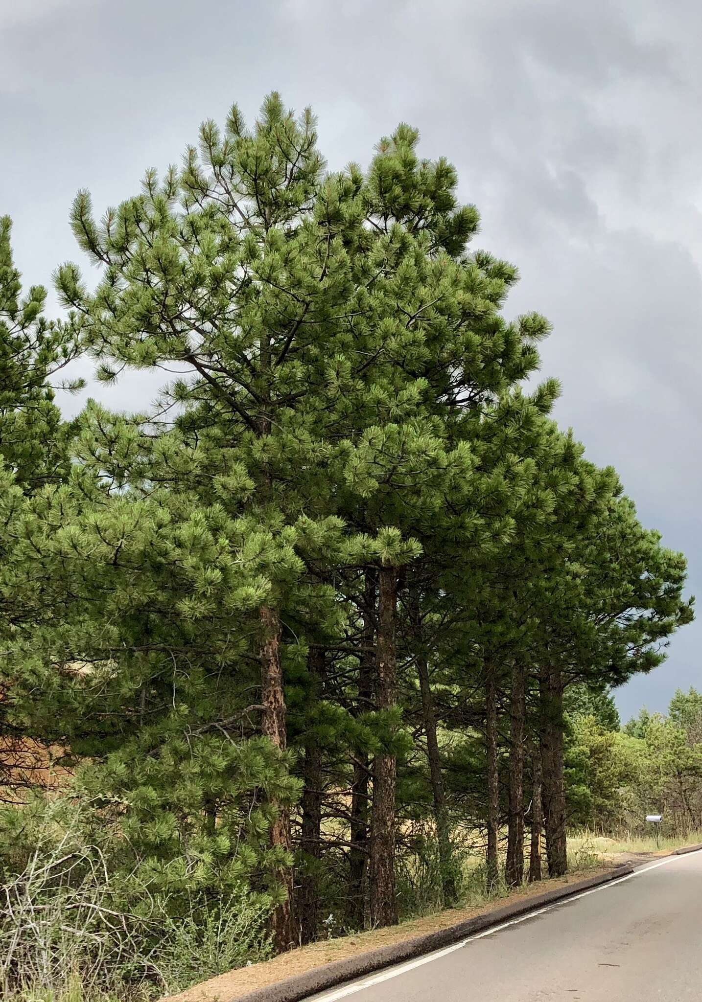 Слика од Pinus ponderosa var. scopulorum Engelm.