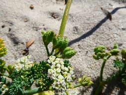 Image de Capnophyllum africanum (L.) Gaertn.