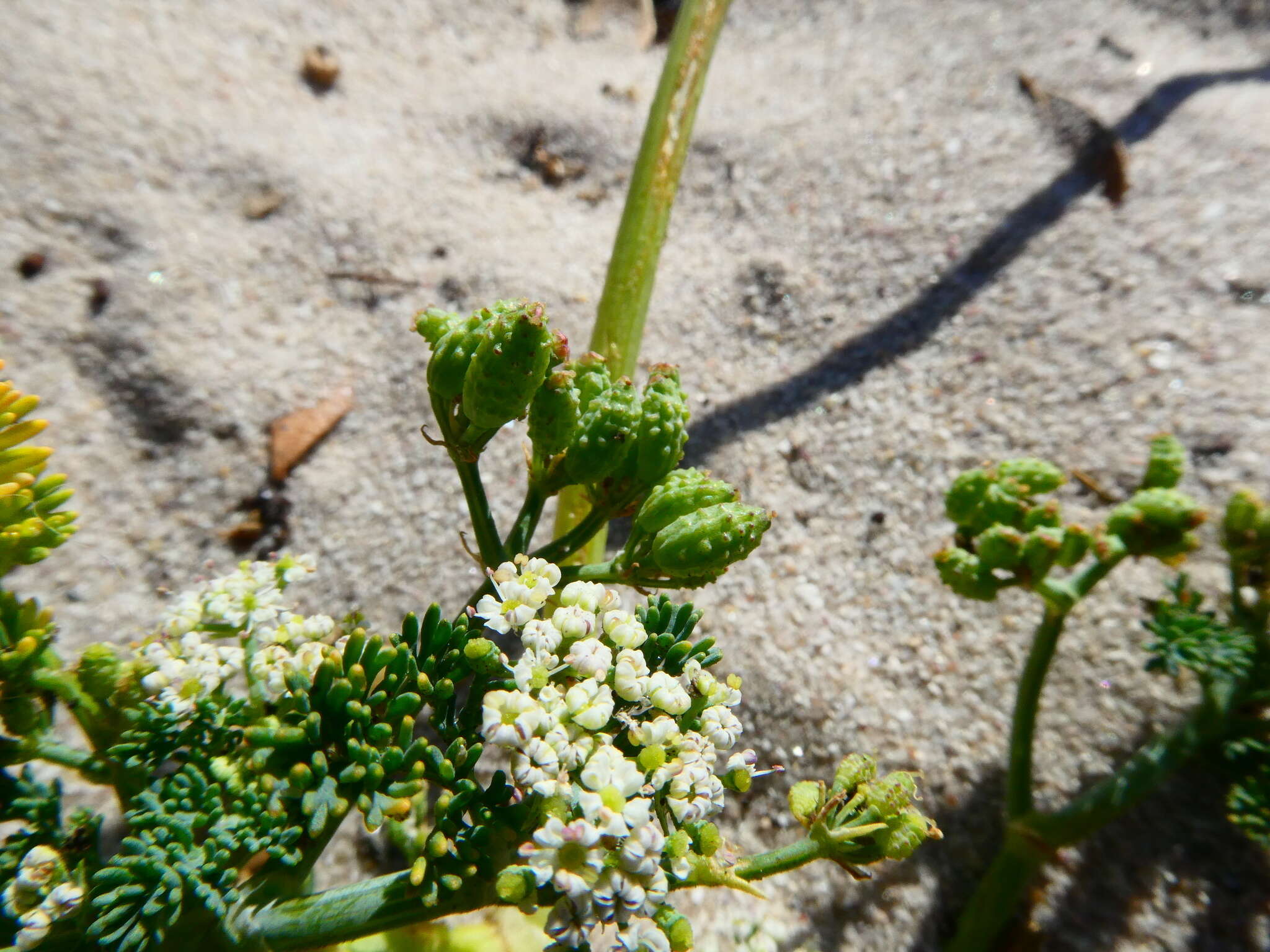 Imagem de Capnophyllum africanum (L.) Gaertn.