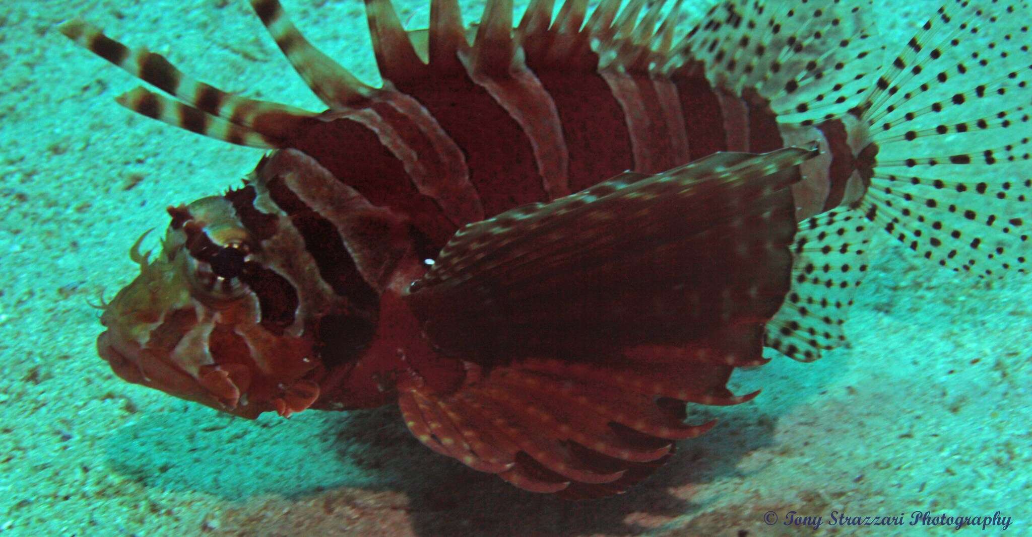 Image of Zebra lionfish