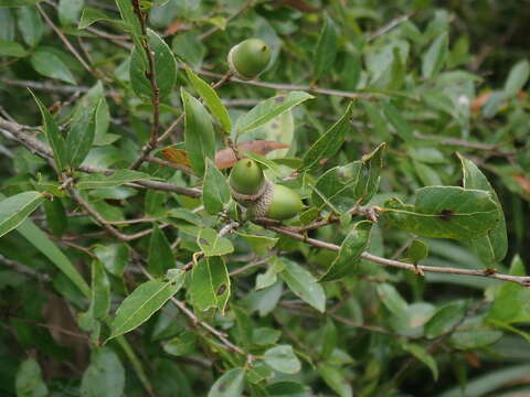 Quercus tarokoensis Hayata的圖片