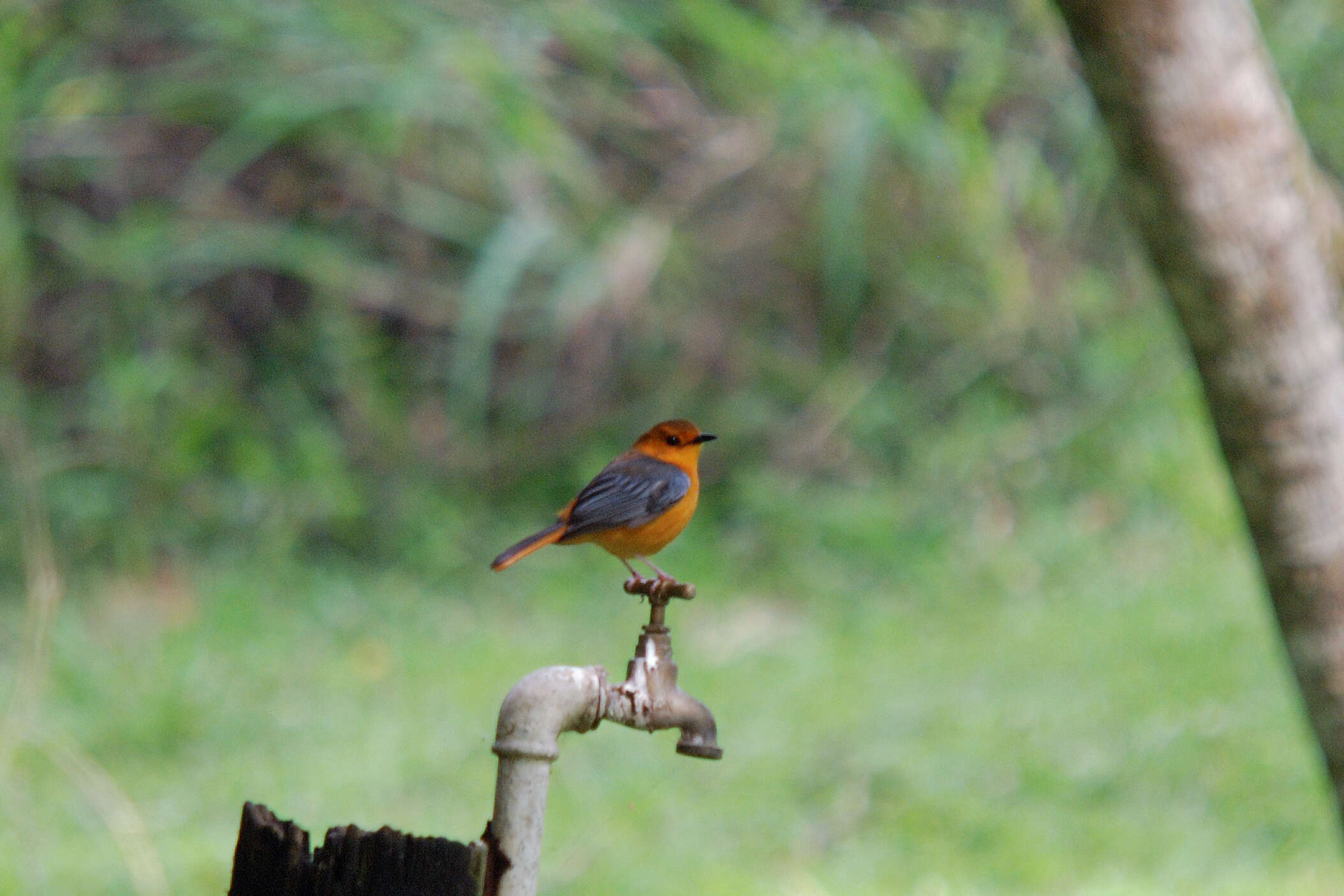 صورة Cossypha natalensis Smith & A 1840