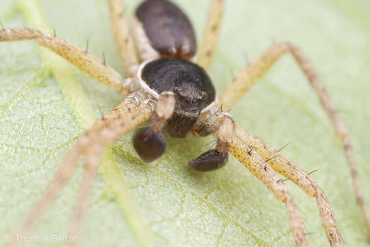 Image of Philodromus dispar Walckenaer 1826