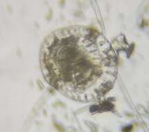 Image of Patellinidae