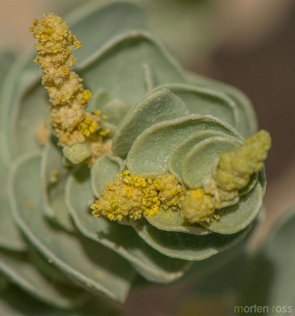 Image of Atriplex farinosa Forsk.