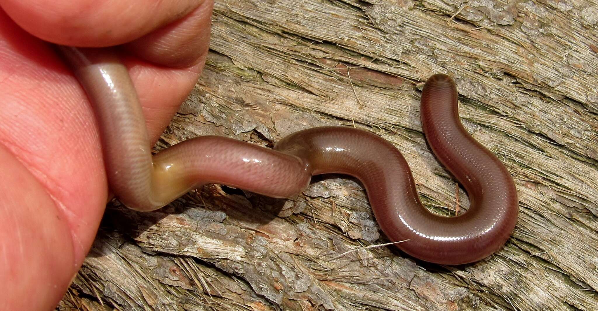 Image of Bibron's Blind Snake