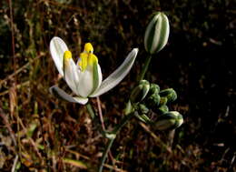 Image de Albuca longipes Baker