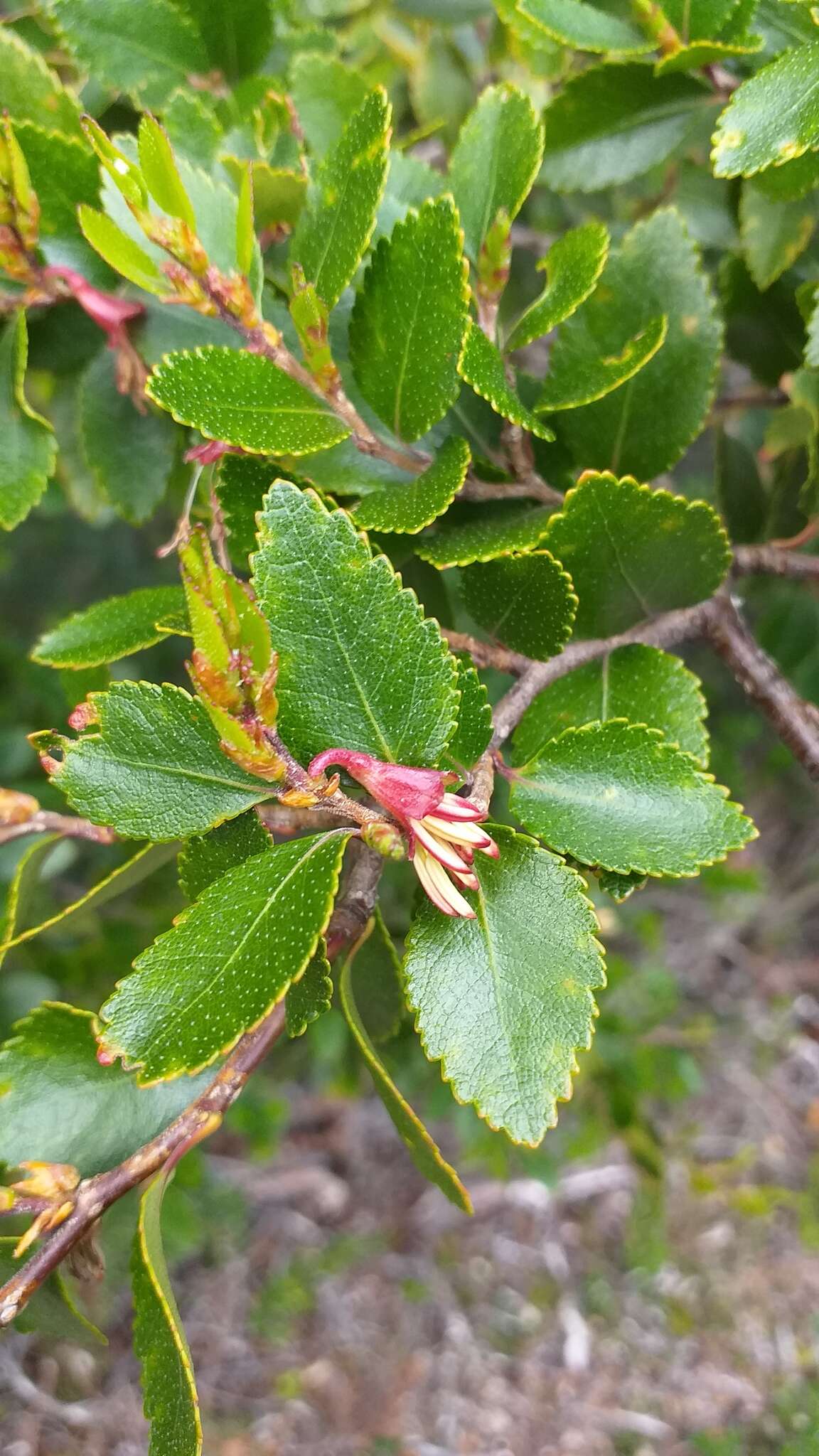 Imagem de Nothofagus betuloides (Mirb.) Oerst.