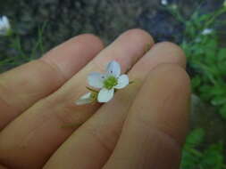 Image of Cardamine amara subsp. amara