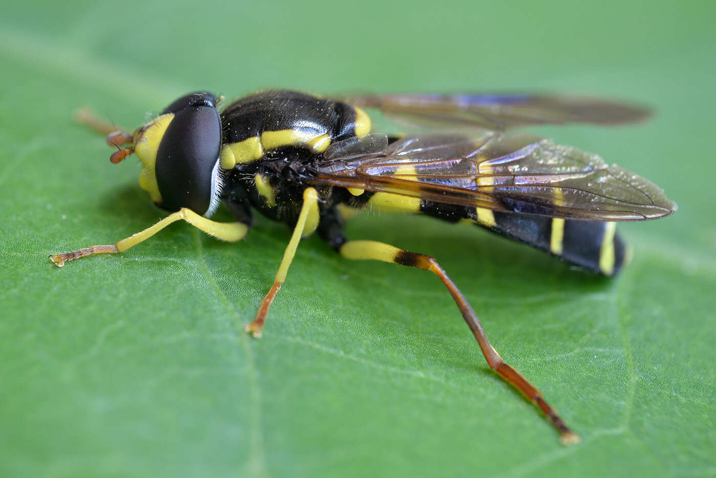 Image of Xanthogramma pedissequum (Harris 1776)