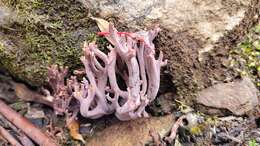 Image of Clavaria versatilis (Quél.) Sacc. & Trotter 1912