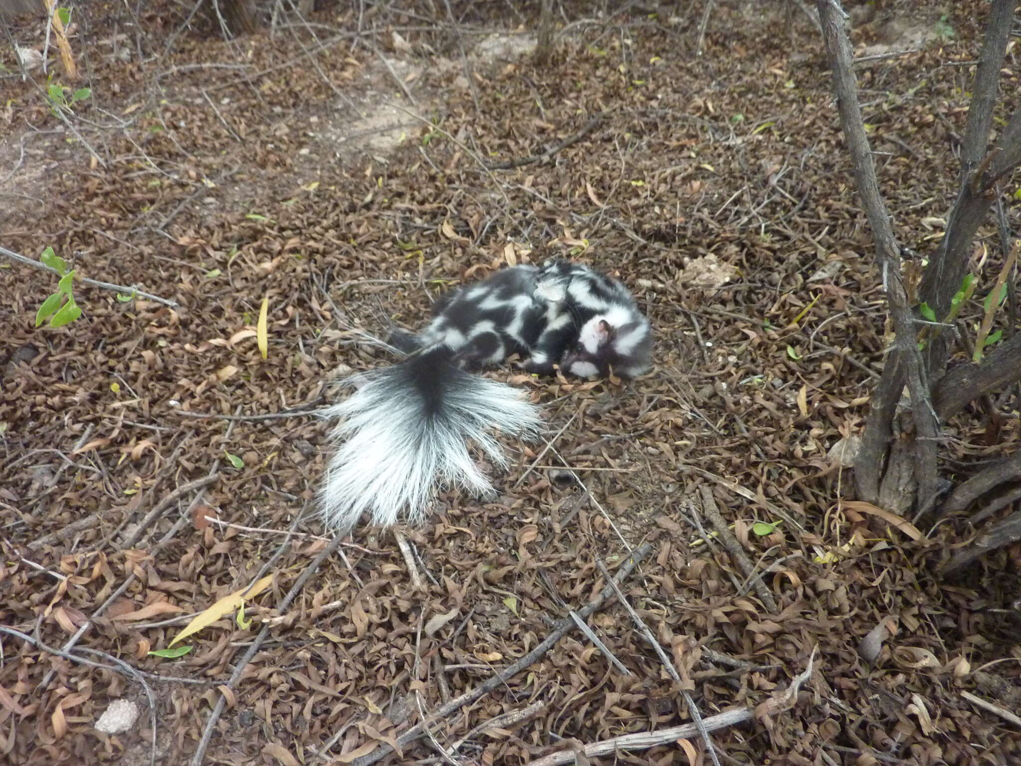 Image of Western Spotted Skunk