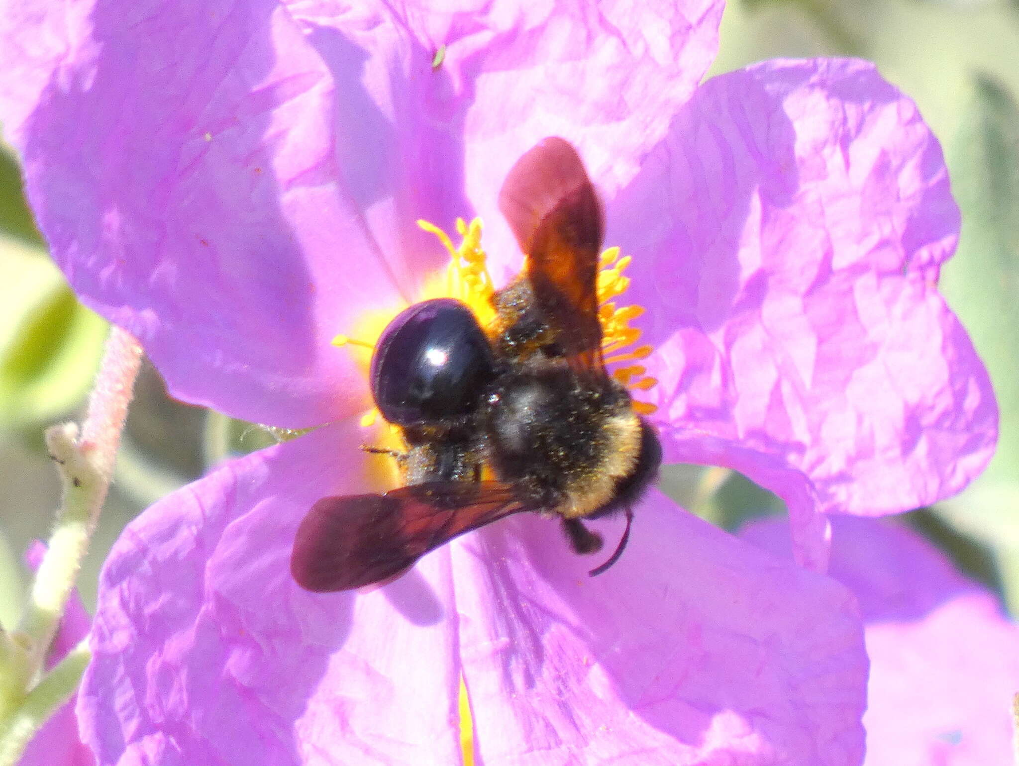 Image of Andrena morio Brullé 1832