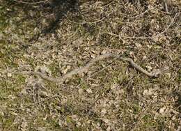 Image of East-Four-lined Ratsnake