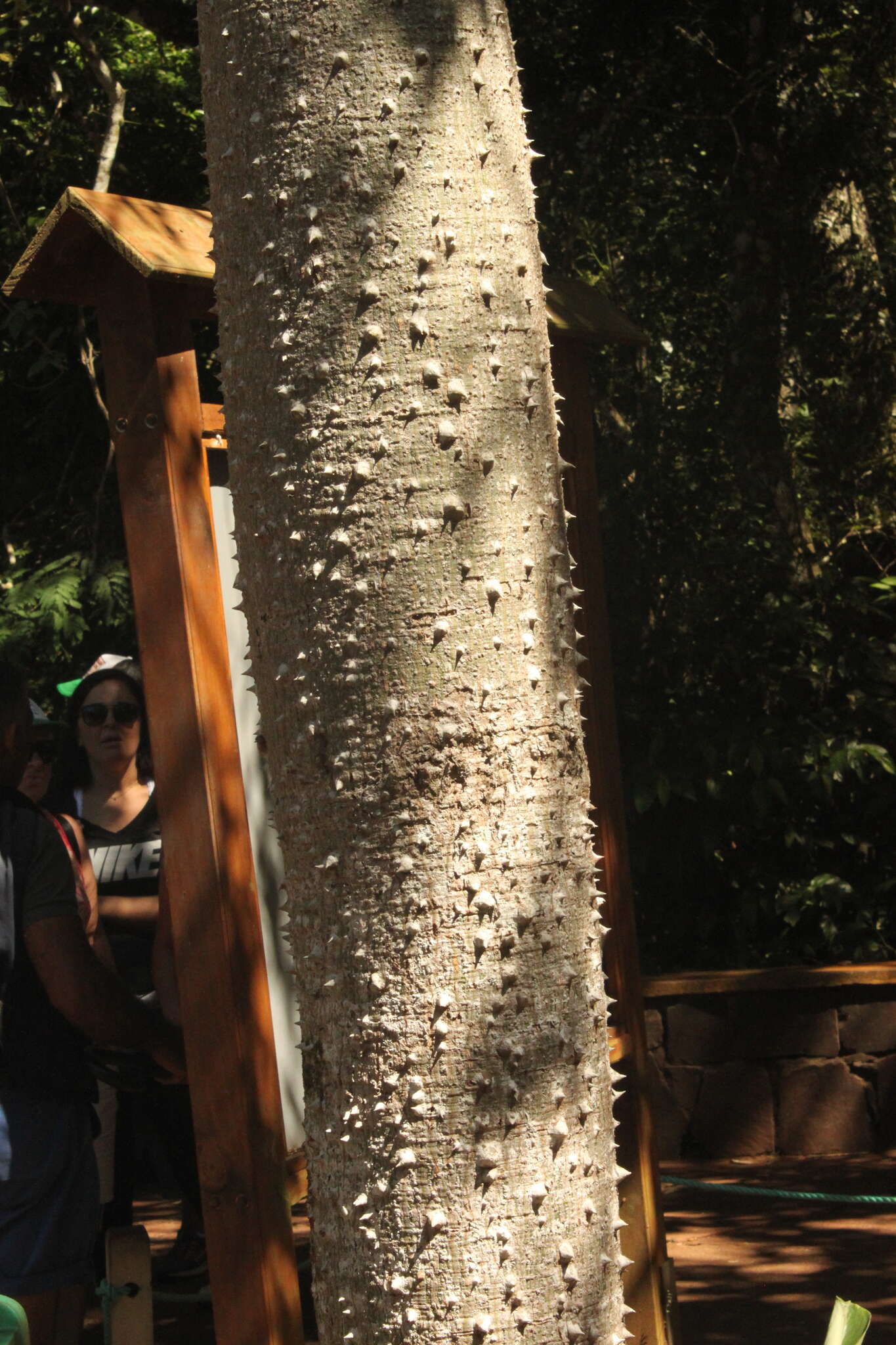 Image of Pink kapok tree