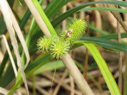 Image of Bristly sedge