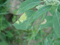 Image of Peronospora variabilis